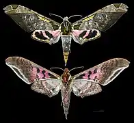 Adhemarius ypsilon - MHNT