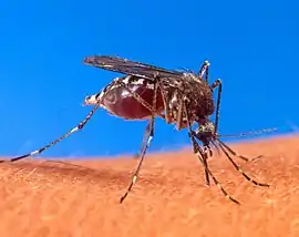 Imagine de aproape a unui ţânţar Aedes aegypti care înţeapă pielea unei persoane