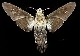 Aellopos clavipes  ♀ △