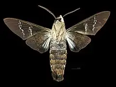 Aellopos fadus ♂   △