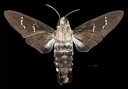 Aellopos titan   ♀ △