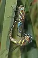 Dragonflies mating