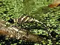 Dragonfly depositing eggs