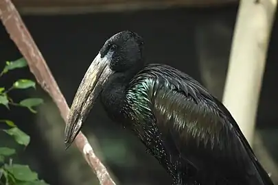 Penajul întunecat, cu verde lucios