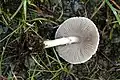 Agaricus semotus