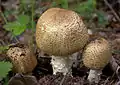Agaricus augustus