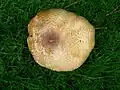 Agaricus augustus