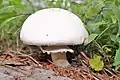 Agaricus campestris