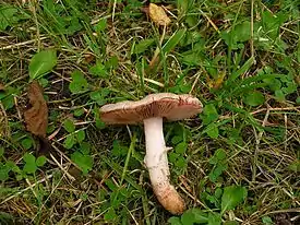 Agaricus langei sin. Agaricus mediofuscus