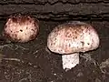 Agaricus (subrutilescens)