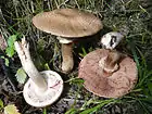 Agaricus silvaticus