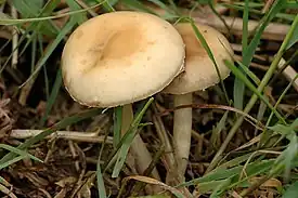 Agrocybe praecox