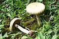 Agrocybe praecox