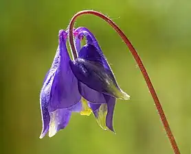 Columbina(Aquilegia)