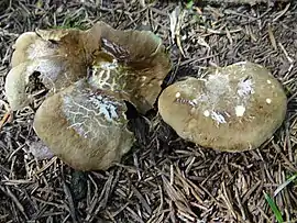 Albatrellus cristatus