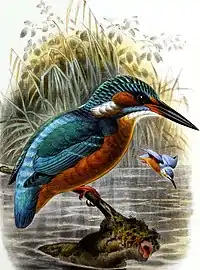 Pescărașul albastru după Lord Lilford