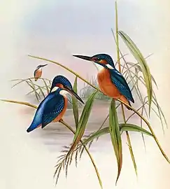 Pescărașul albastru (subspecia bengalensis) după Lord Lilford