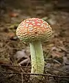 !!Amanita muscaria!!
