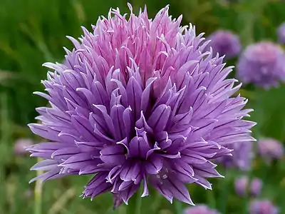 Allium ursinum