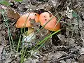 Amanita caesarea