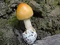 Amanita crocea