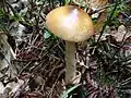 Amanita fulva