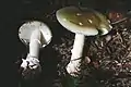 !!Amanita gemmata!!