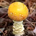 !! Amanita muscaria var.aureola !!