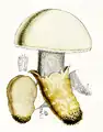Bres.: Amanita ovoidea