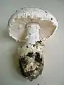 Amanita ovoidea