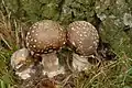 !!Amanita panherina!!