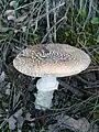 !!Amanita pantherina!!
