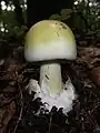Amanita phalloides