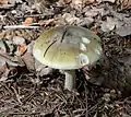 !!! Amanita phalloides !!!