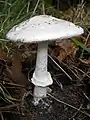 !!!Amanita phalloides!!!