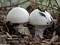 !!!Amanita proxima 1!!!