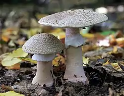 Amanita rubescens (Amanitaceae)