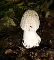 Amanita rubescens tânăr