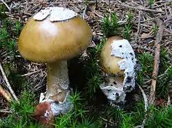 Amanita vaginata