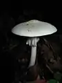 !!!Amanita verna!!!