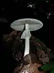 !!!Amanita verna!!!
