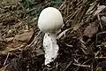 Amanita virosa