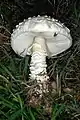 !!Amanita vittadinii!!