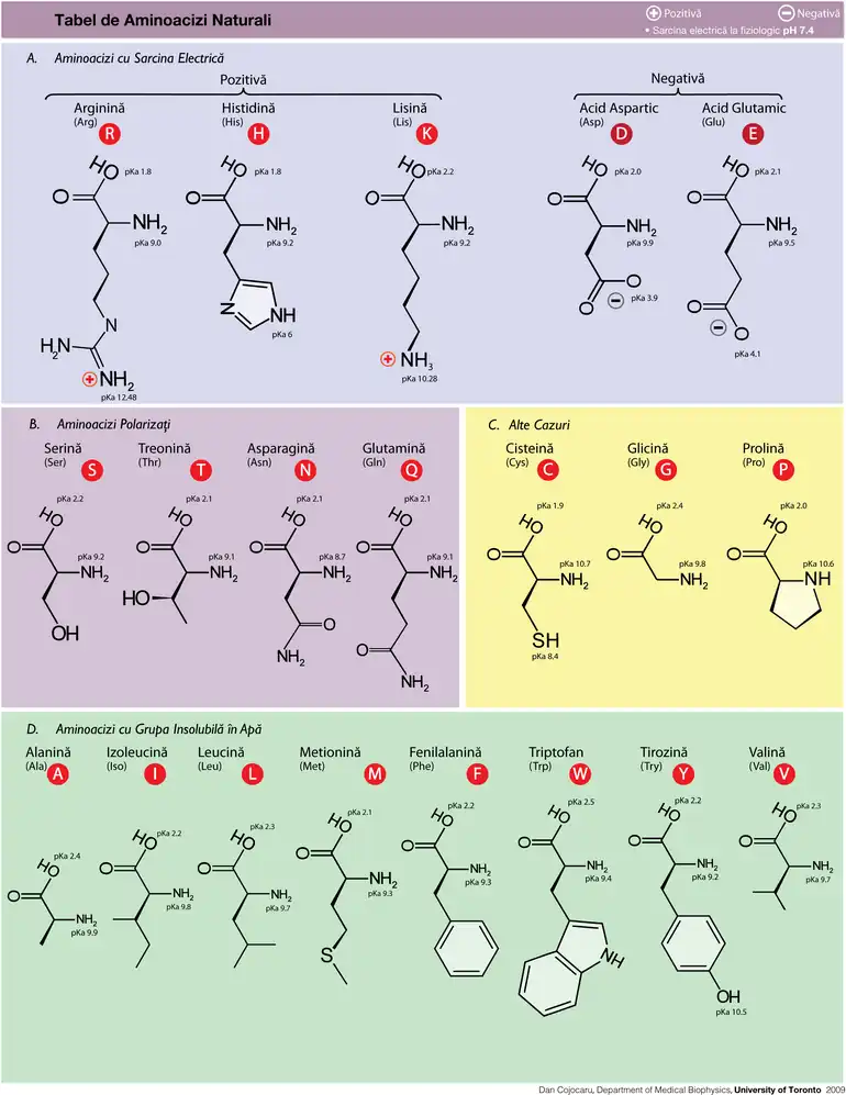 Table of Amino Acids.