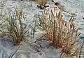 Ammophila arenaria