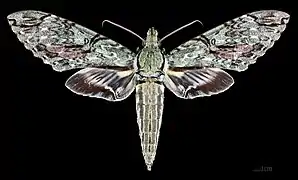 Amphimoea walkeri ♂