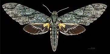 Amphonyx lucifer ♀