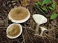 !Clitocybe clavipes sin. Ampulloclitocybe clavipes!