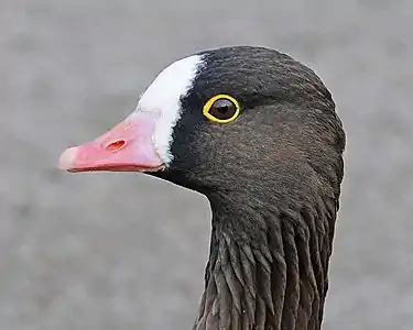 Inelul orbital galben la gârliță mică (Anser erythropus)