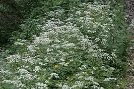 Asmățui de munte(Anthriscus nitidus)